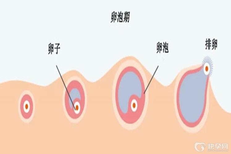供卵的卵子多少钱一枚【供卵：卵子多少钱一枚？】