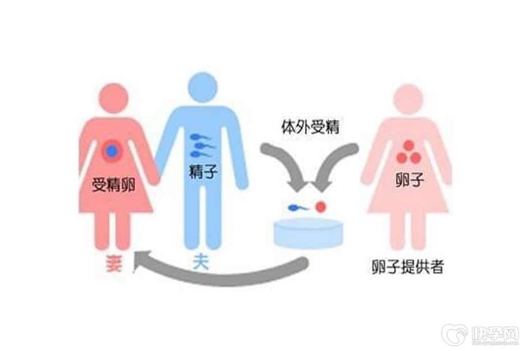 供卵生子的后悔了吗【供卵生子:后悔了吗?】