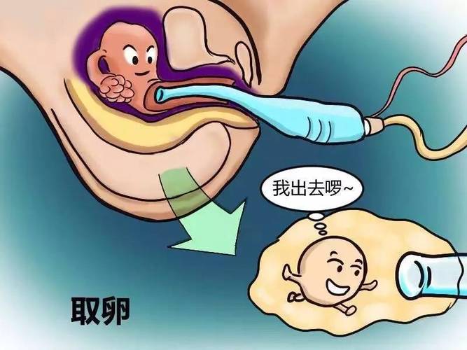 供卵试管代怀选性别-供卵试管代怀:选择宝宝性别的全新方式